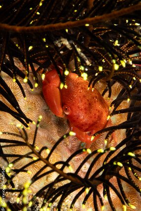 15 mai crabe rouge