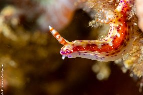 14 MAI Hypselodoris maculosa ou decorata