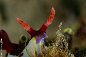 14 MAI Nembrotha chamberlaini