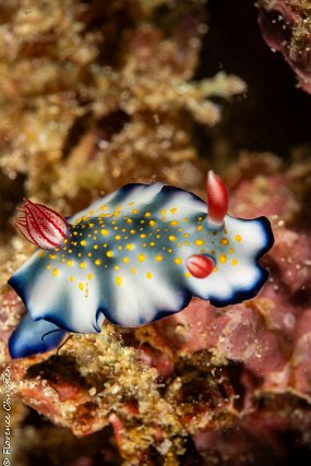 14 mai hypselodoris bollandi