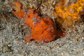 10 mai Frogfish rouge