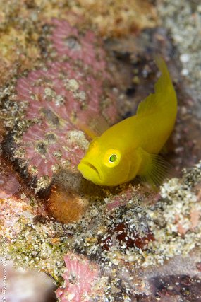 10 mai poisson jaune