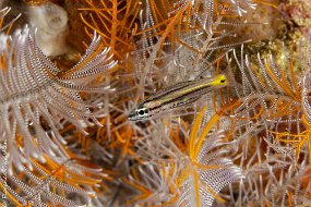 14 maipoisson dans crinoide