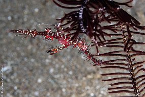 8 mai ghost pipe fish