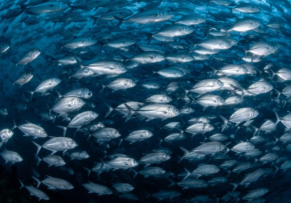 Au grand angle Paysages sous marins