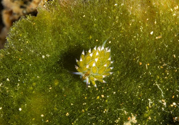 Nudibranches Une variété incroyable !