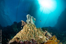 récif SOUS BANGKA