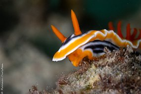 nudi portrait-2