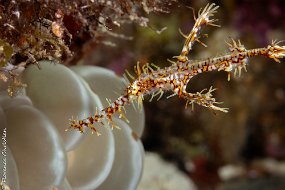 ghost pipe fish-2