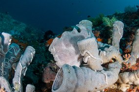 frogfish