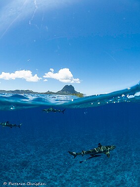 Bora Bora requin pointe noire Pointe noire Bora Bora