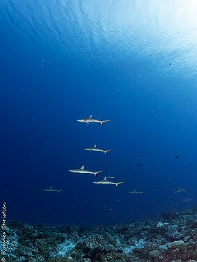 bébés requins