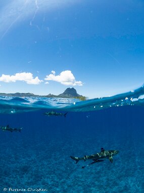 Bora Bora requin pointe noire Pointe noire Bora Bora