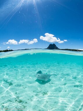 Bora Bora raie pastenague Pastenague Bora Bora