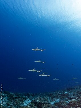 bébés requins