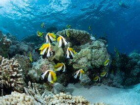 Cochers dans le lagon