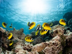 Papillons tabacs dans le lagon