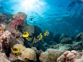 lagon et snorkelers