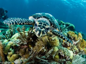 Tortue  face a face w