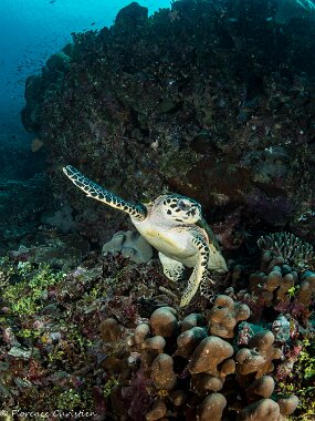 Tortue au départ w