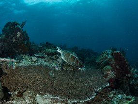 Tortue sur acropora w