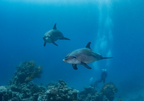 Egypte El Quseir Sur l'un des rivages de Mer Rouge, séjour à El Quseir 2023