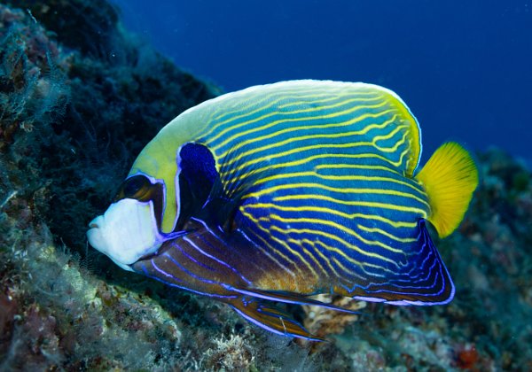 Ile Maurice Séjour d'une semaine de plongée sur l'Ile Maurice et ses fabuleuses épaves 2023