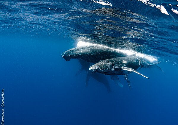 La Réunion, saison 3 Cette fois-ci, nous comptions bien voir les baleines !