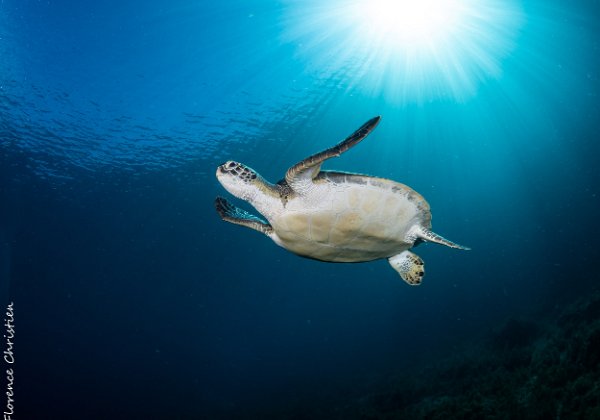 Martinique 2019 Voyage imprévu pour mars 2019 ! Un retour 20 ans après la première visite, de belles surprises sous l'eau !