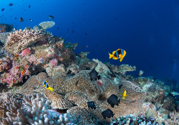 Mayotte Mayotte, 14 ans après ! Les récifs sont toujours aussi beaux !