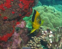 Ange-w Poisson ange