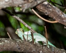 Caméléon