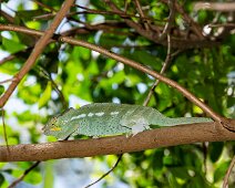 Caméléon