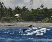 Dauphins-rangiroa