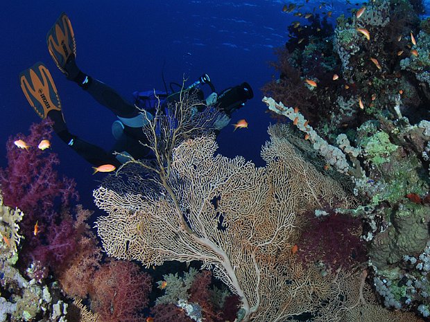 Egypte Egypte : La mer rouge