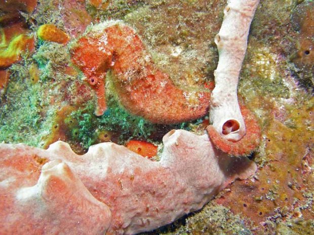 La Dominique Entre la Guadeloupe et la Martinique, une ile très belle et sauvage, La Dominique