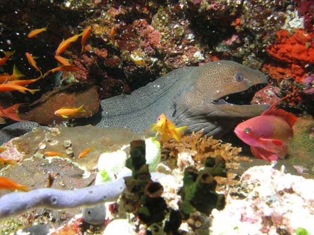 Les Maldives Promenade sur les atolls des Madives