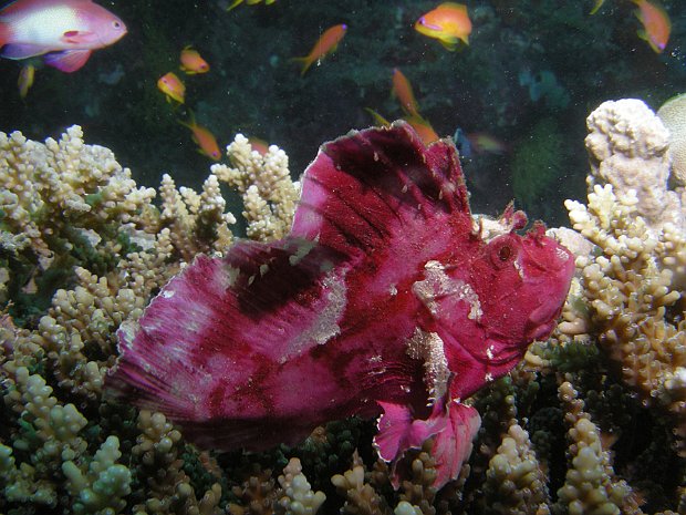 Mayotte Petit territoire à coté de de la réunion, Mayotte dispose de beaucoup d'atouts pour la plongée