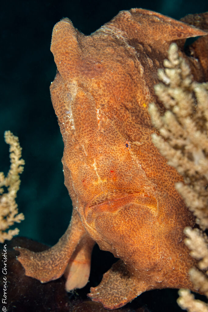 Frogfish